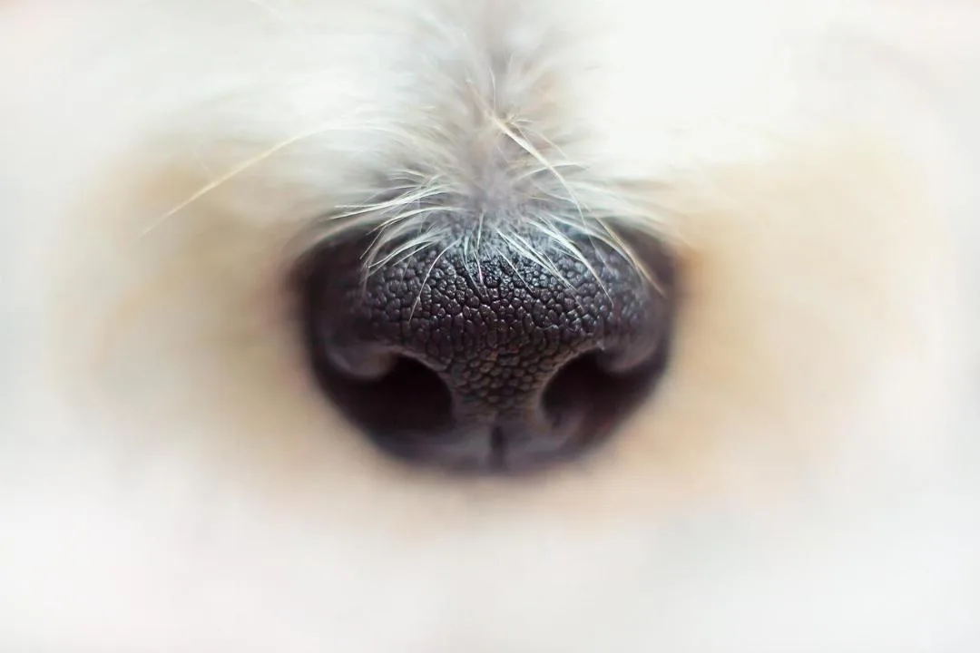 Choisir la meilleure assurance santé pour votre chien