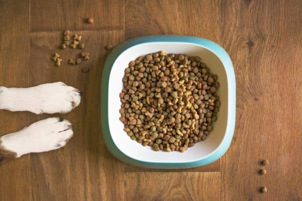 Les aliments à donner à votre chien pour le garder en bonne santé