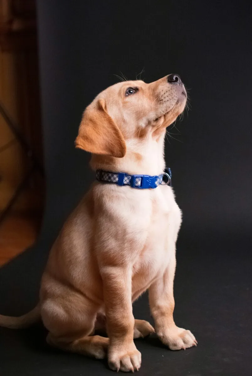 Chien inquiet devant un comprimé tombé au sol