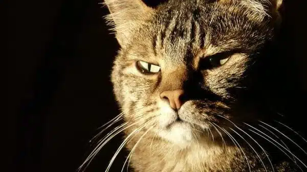 Les races de chats idéales pour une vie de famille avec des enfants