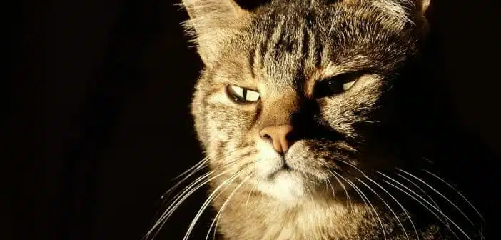 Les races de chats idéales pour une vie de famille avec des enfants