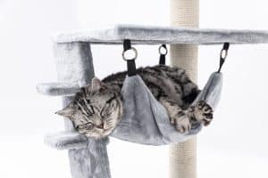 Guide complet pour apprendre à votre chat à utiliser un griffoir efficacement