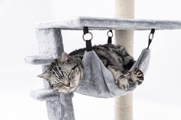 Guide complet pour apprendre à votre chat à utiliser un griffoir efficacement
