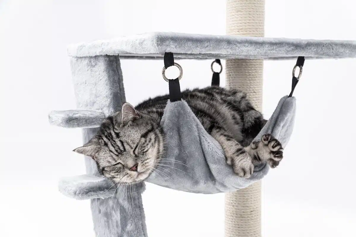 Guide complet pour apprendre à votre chat à utiliser un griffoir efficacement