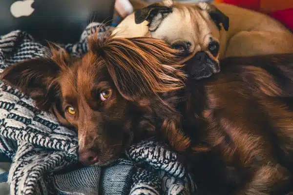 Créer une alimentation équilibrée et saine pour votre chien : tout savoir sur les habitudes alimentaires canines