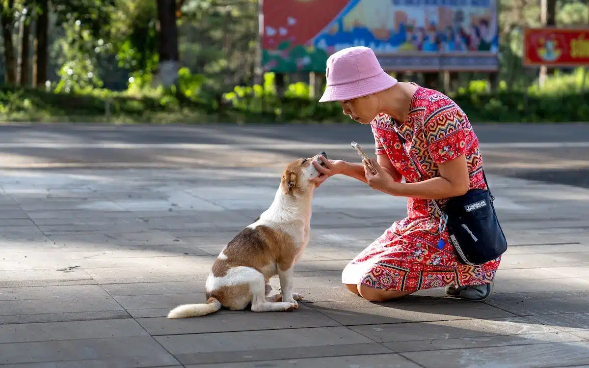 chien alimentation