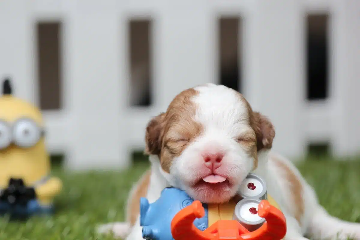chiens jouets