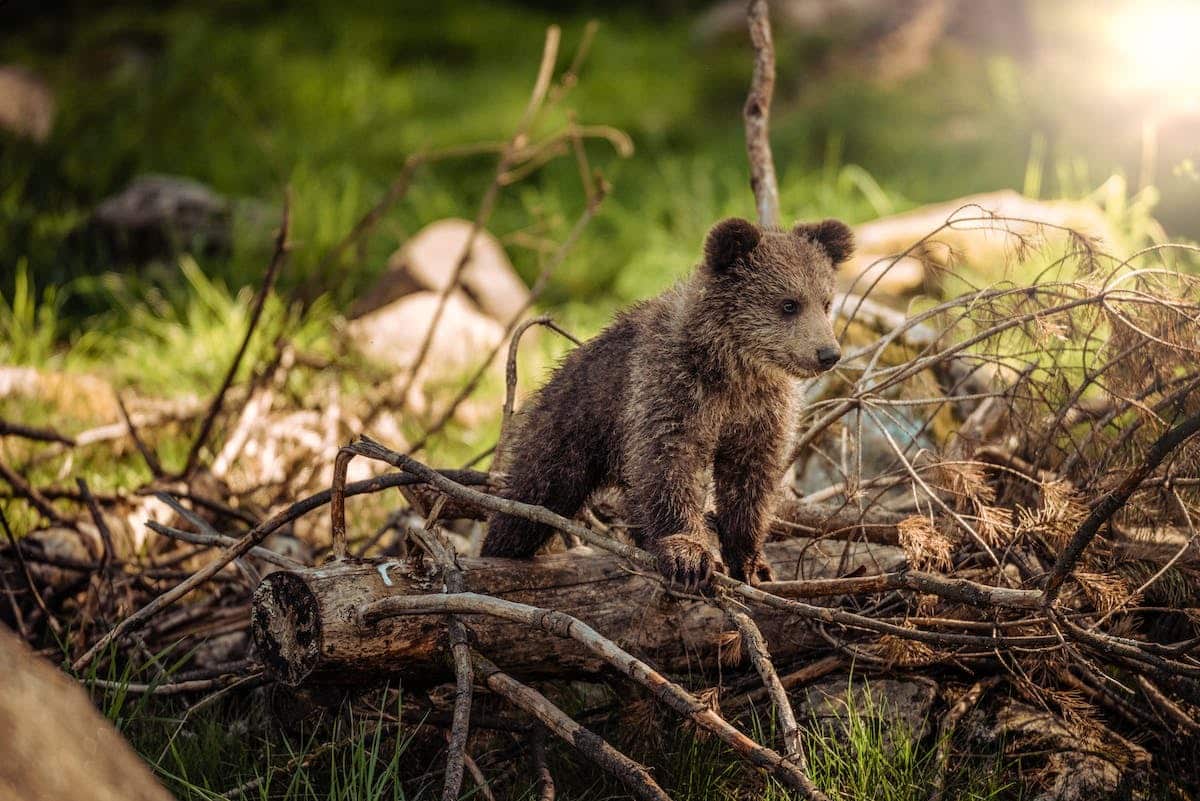 Les conséquences du changement climatique sur la faune et son environnement naturel