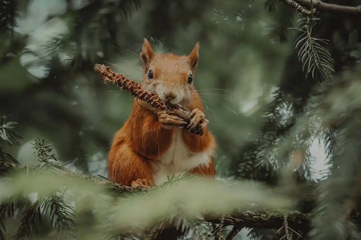 faune  climatique