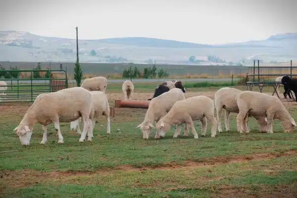 Les animaux de ferme : Quel est leur rôle dans notre alimentation ?