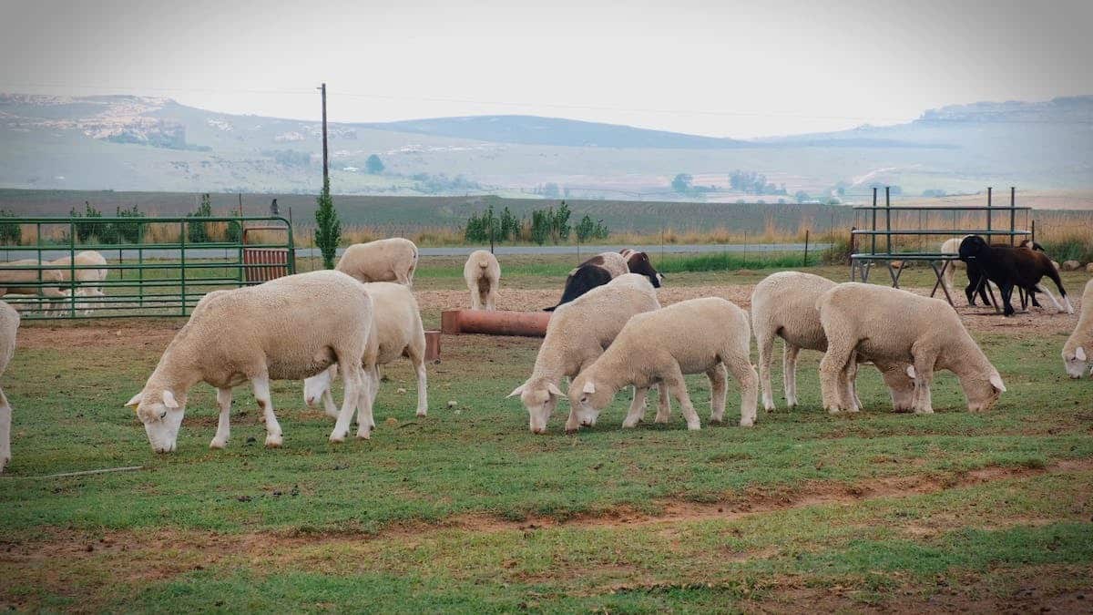 Les animaux de ferme : Quel est leur rôle dans notre alimentation ?