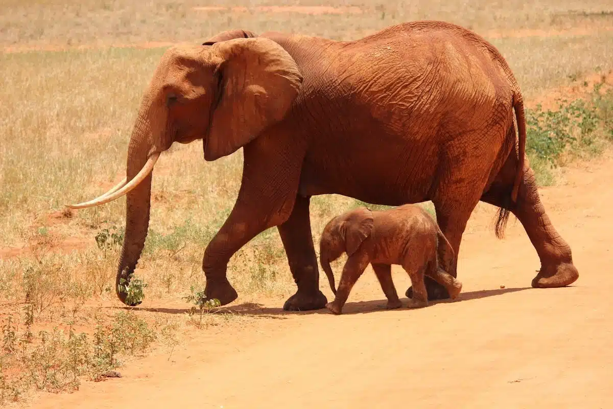 Préserver la faune sauvage : enjeux et actions à mettre en place