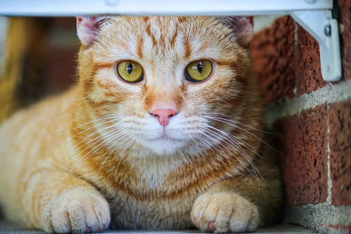 Les bienfaits incontournables de la stérilisation et de la castration pour la santé de votre chat