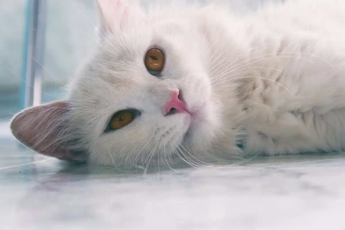 chat stérilisation