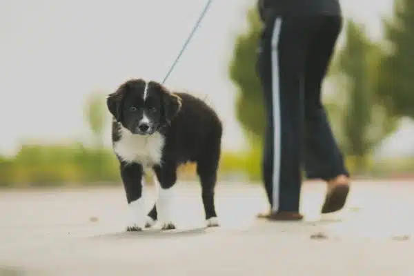 Les bénéfices de la marche pour votre chien : astuces pour éviter les erreurs courantes