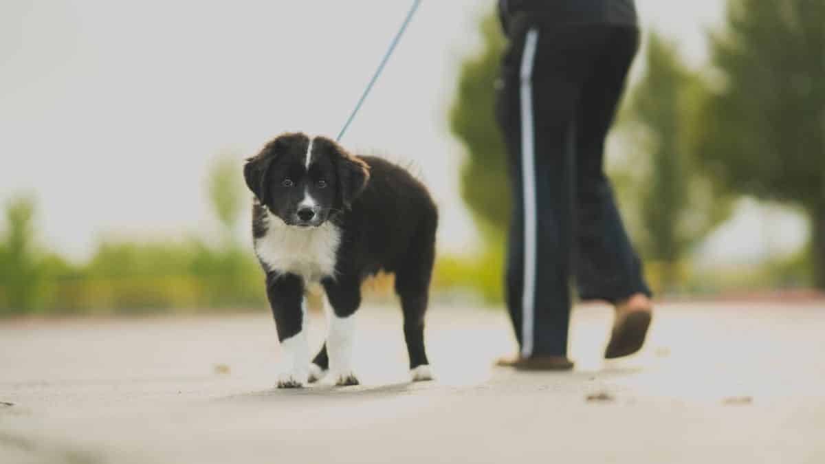 Les bénéfices de la marche pour votre chien : astuces pour éviter les erreurs courantes