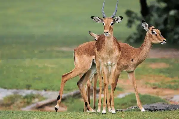 Les meilleures pratiques pour protéger les habitats naturels des animaux en danger