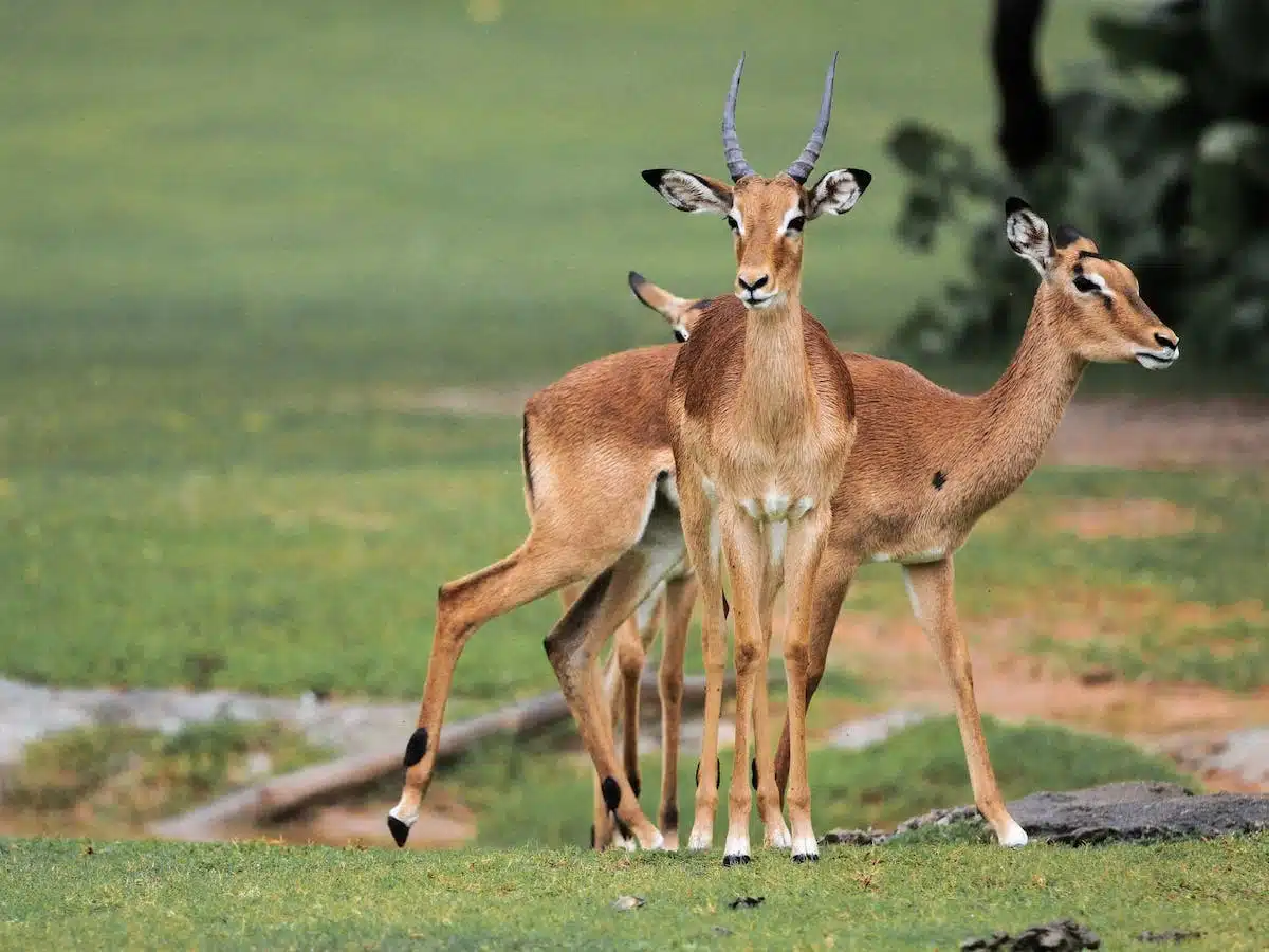 Les meilleures pratiques pour protéger les habitats naturels des animaux en danger