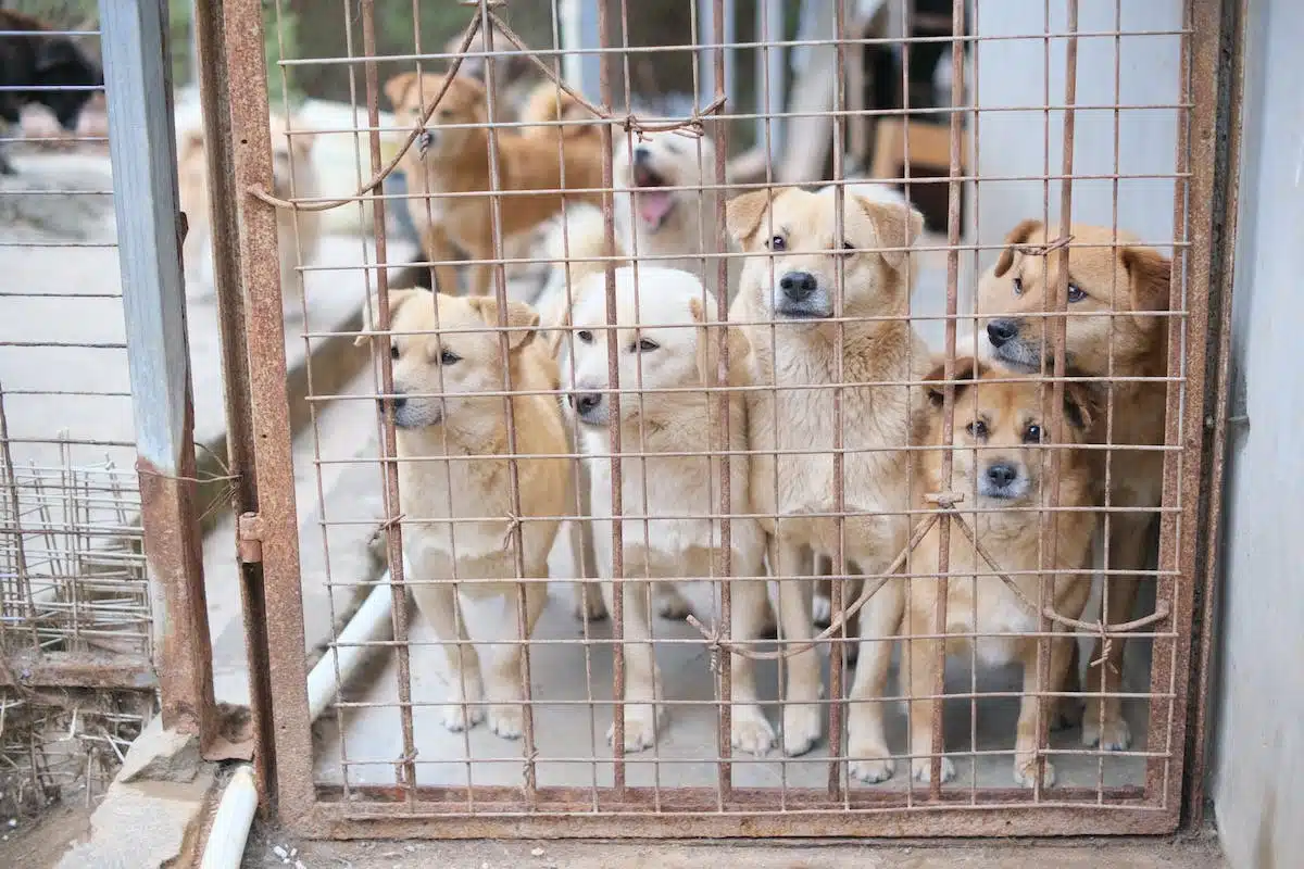 Adopter un animal de compagnie en refuge : tout ce que vous devez savoir