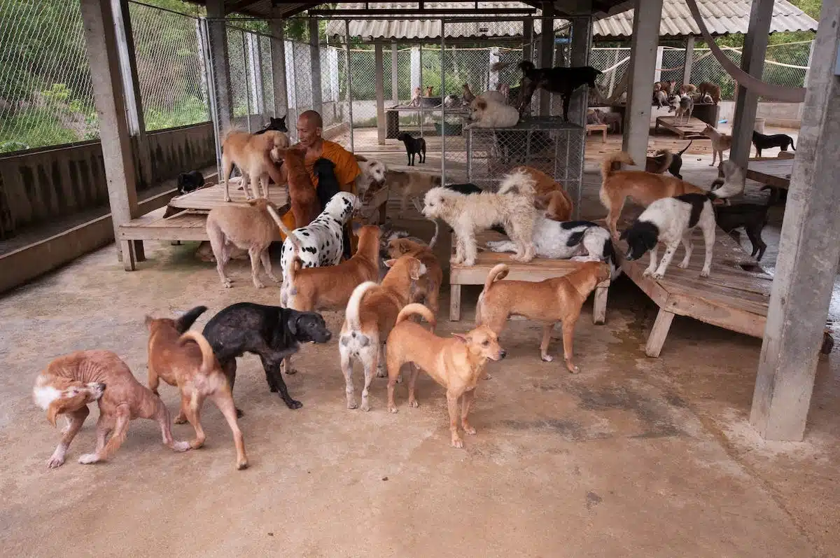 refuge animaux