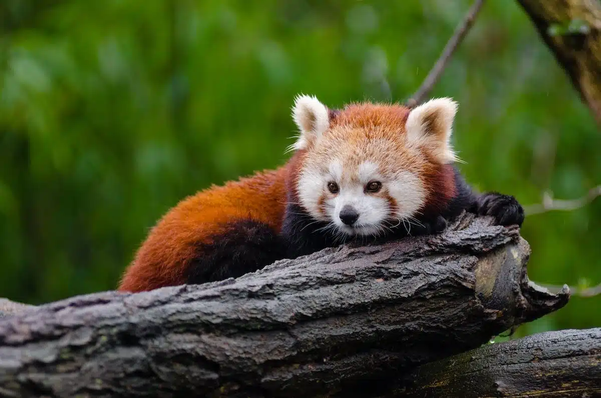 Les espèces animales menacées : zoom sur les programmes de préservation en action