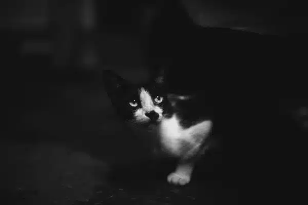 Comprendre les comportements étranges de votre chat : décryptage de ses attitudes