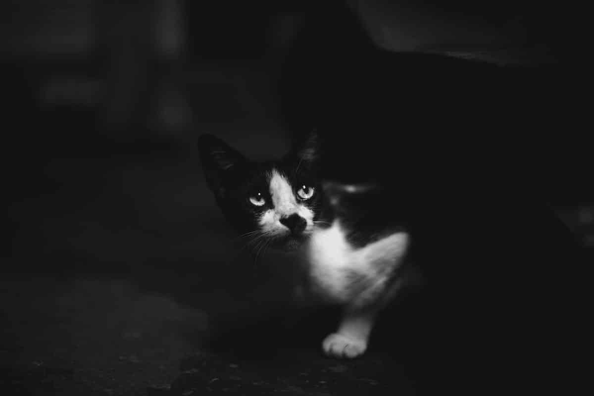 Comprendre les comportements étranges de votre chat : décryptage de ses attitudes