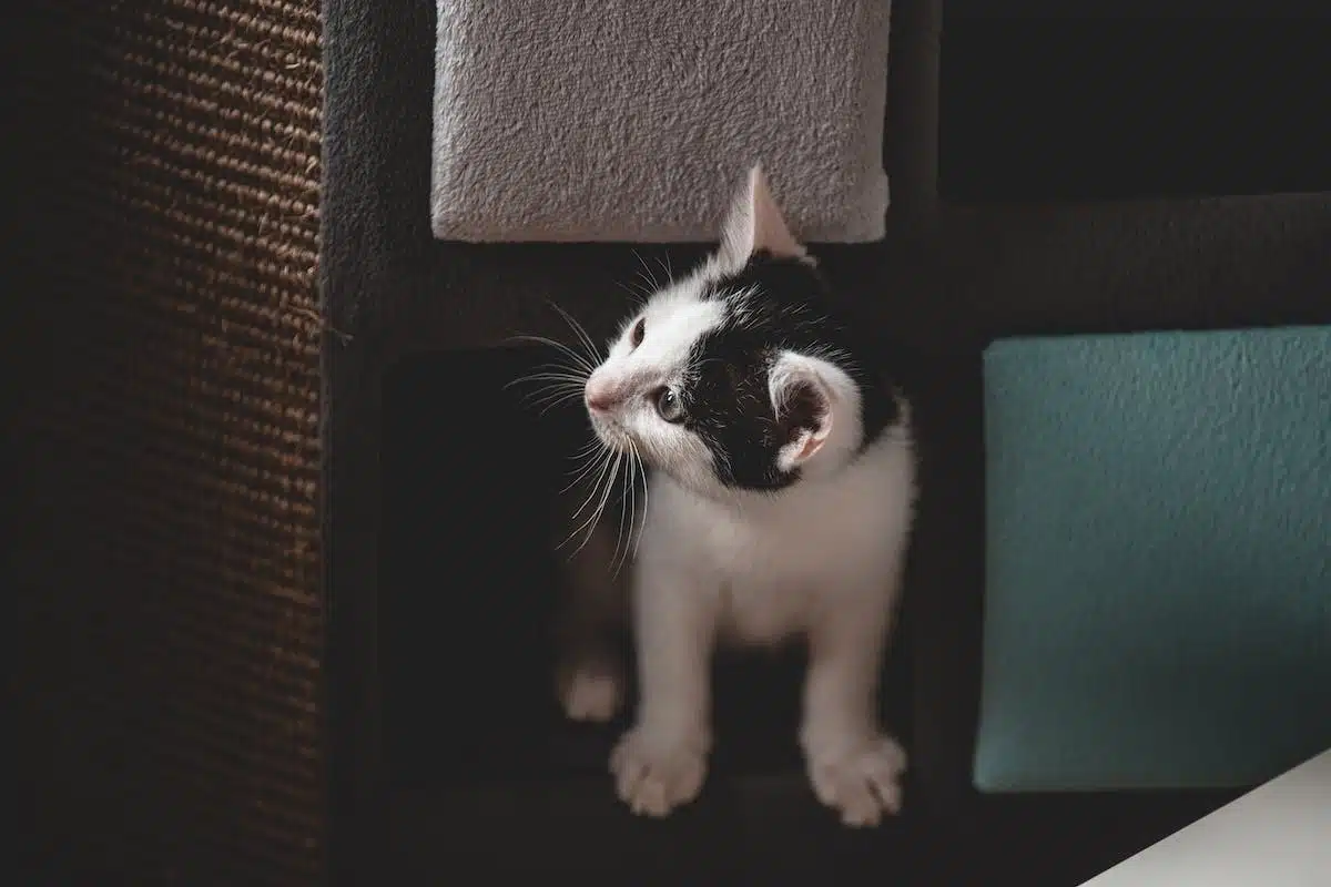 chat mystérieux
