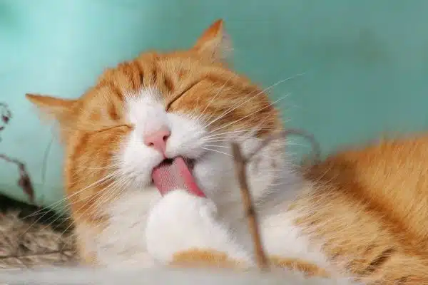 Optimiser l’alimentation de votre chat : conseils pour une alimentation saine et équilibrée
