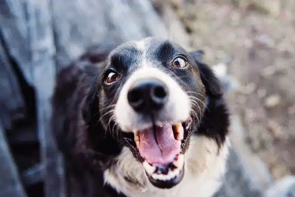 Les 7 bienfaits incroyables de la présence de votre chien sur votre santé et votre bien-être