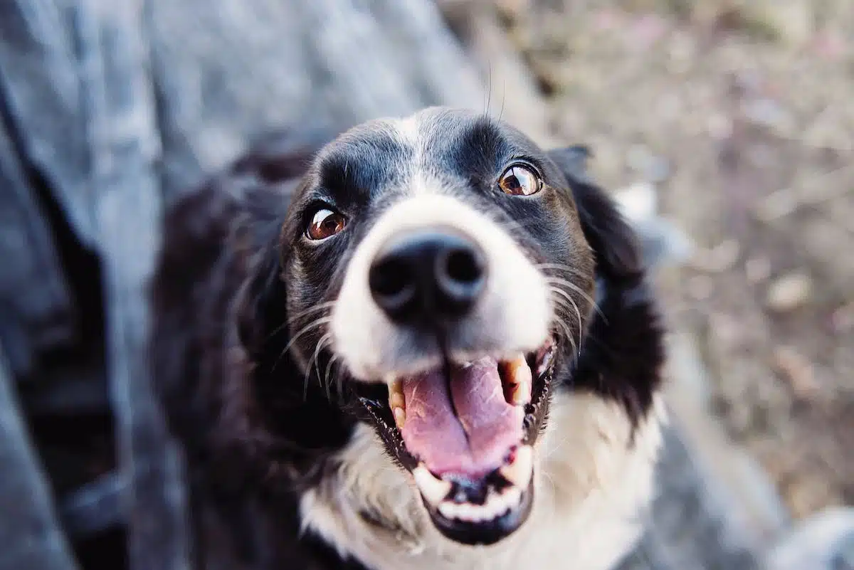 Les 7 bienfaits incroyables de la présence de votre chien sur votre santé et votre bien-être