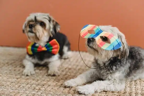 Les accessoires pour animaux incontournables : nouveautés, tendances et conseils d’utilisation