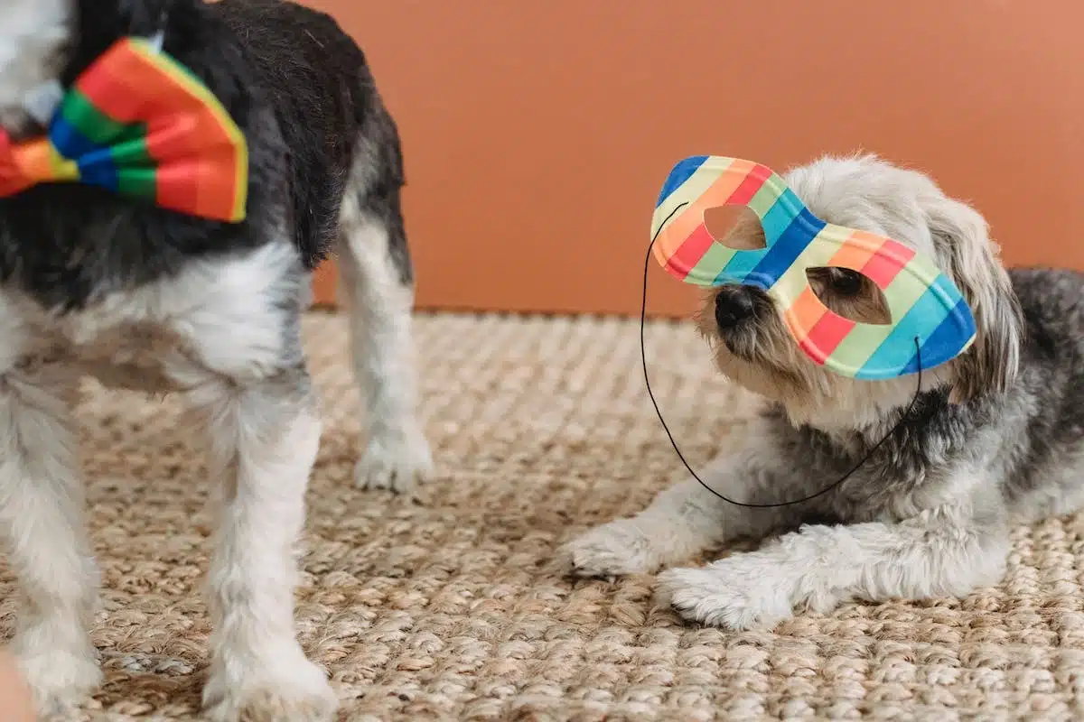 animaux accessoires