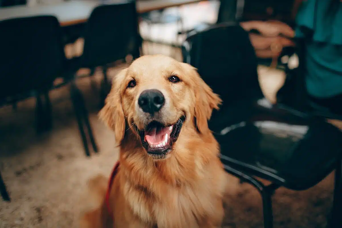 Adopter un animal de compagnie : les avantages et les inconvénients à connaître