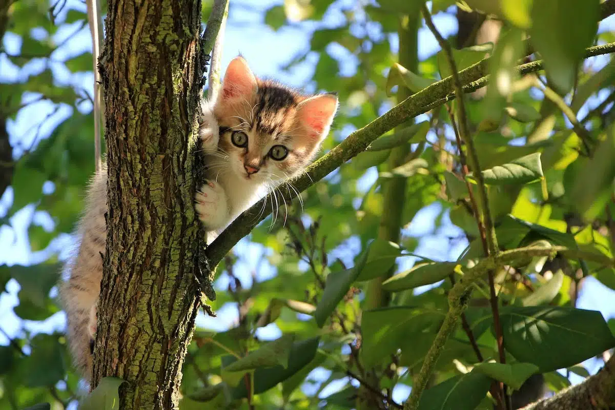 Stimulez l’intellect de votre chat avec ces activités ludiques!