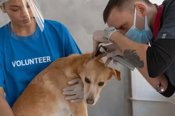 Stérilisation ou castration de votre chien : les facteurs à prendre en compte