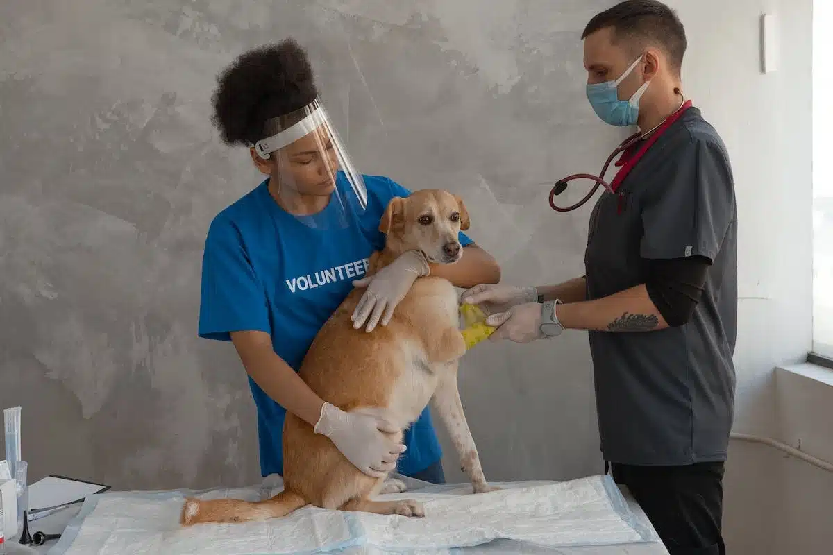 chien vétérinaire