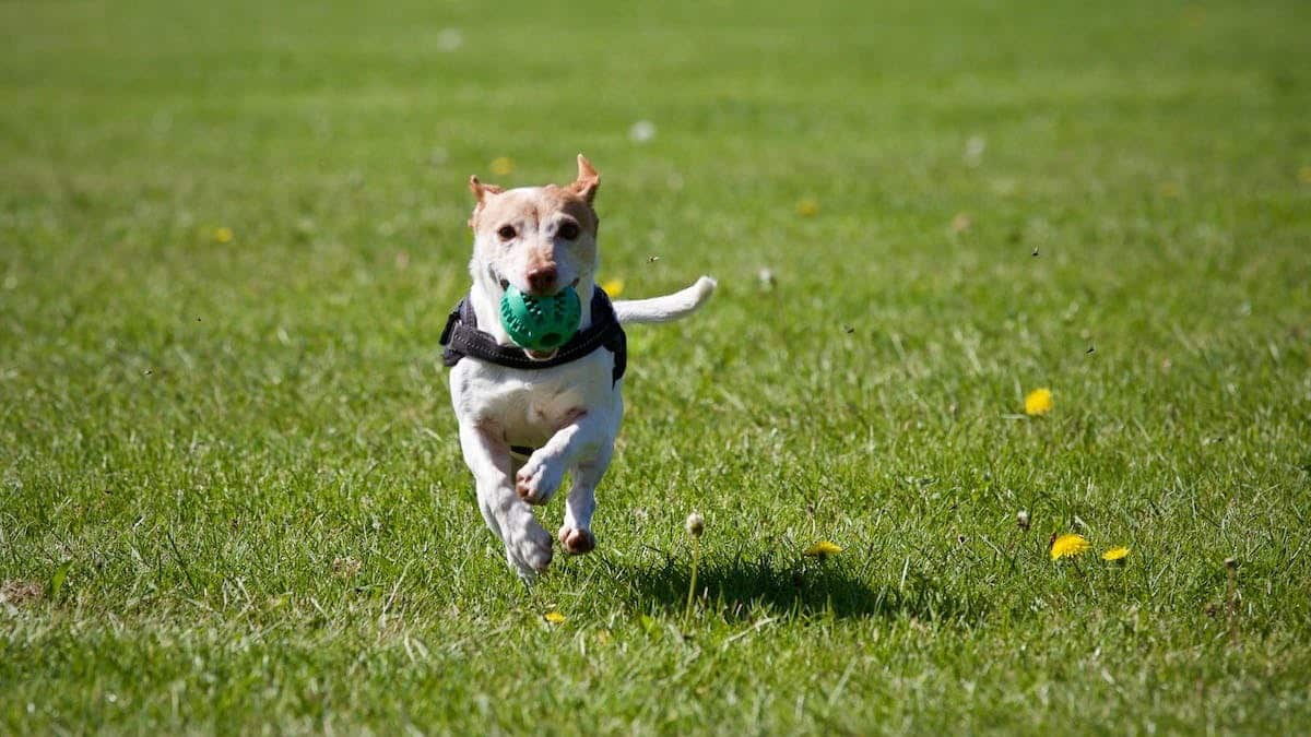 Comprendre ses animaux familiers : un lien plus fort avec votre chien, chat, hamster, etc