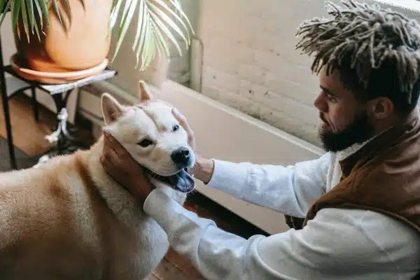 Les meilleures races de chiens pour la vie en appartement