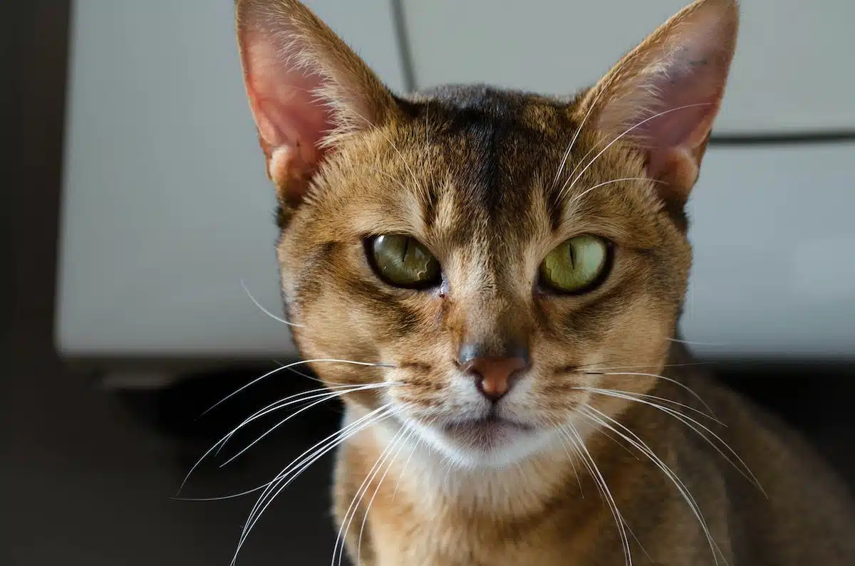 Découvrez les races de chats les plus populaires et leurs particularités