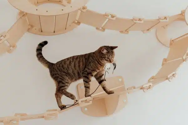 Les meilleurs jeux et jouets pour stimuler et divertir votre chat