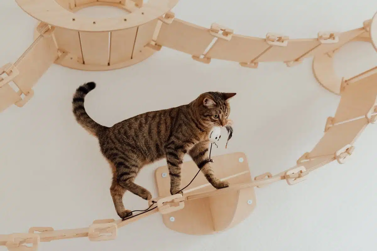 Les meilleurs jeux et jouets pour stimuler et divertir votre chat