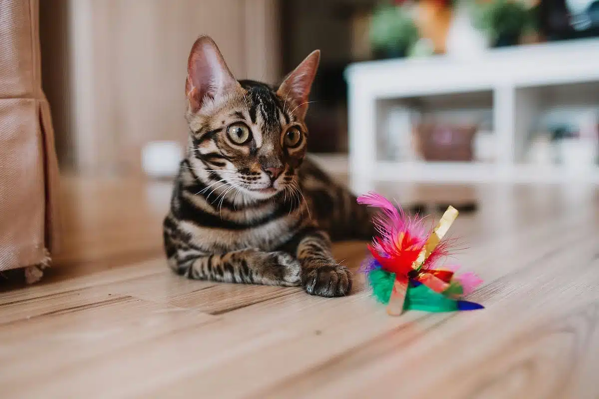 chat  jouets