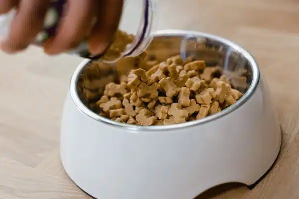 Les ingrédients à éviter de donner à votre chien pour sa santé et son bien-être
