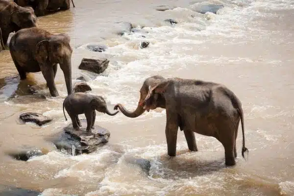 Les fascinantes capacités cognitives des animaux : découvrez leur incroyable intelligence