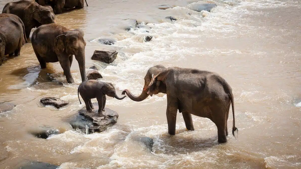 Les fascinantes capacités cognitives des animaux : découvrez leur incroyable intelligence