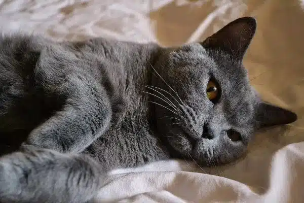 Guide complet sur les différentes races de chats et leurs spécificités uniques