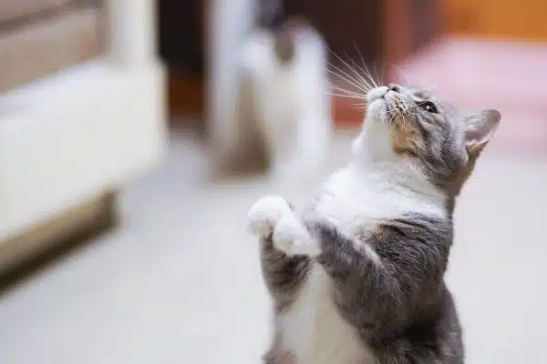 Les nombreux avantages des chats pour notre santé et notre bien-être