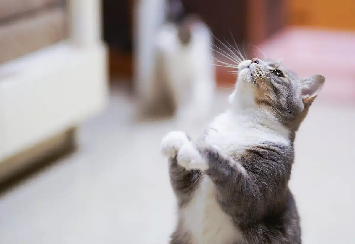 Les nombreux avantages des chats pour notre santé et notre bien-être