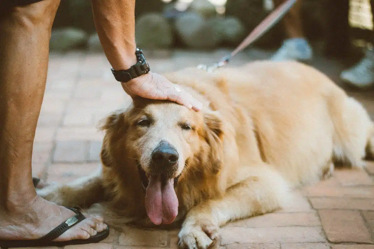 enseignement chien